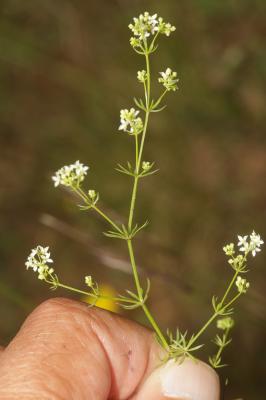 Gaillet rude Galium pumilum Murray, 1770