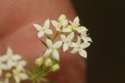 Gaillet rude Galium pumilum Murray, 1770