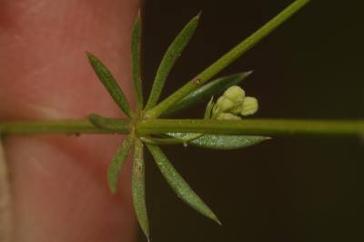 Gaillet rude Galium pumilum Murray, 1770