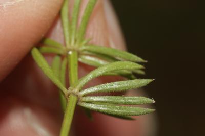 Gaillet rude Galium pumilum Murray, 1770