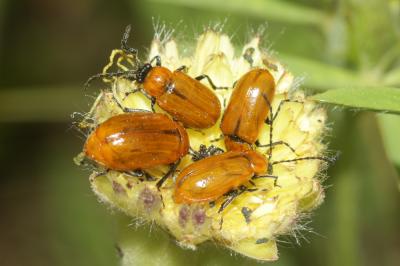 Lupérus portugais Exosoma lusitanicum (Linnaeus, 1767)