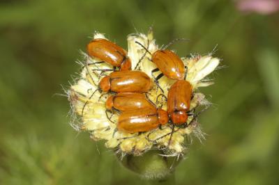 Lupérus portugais Exosoma lusitanicum (Linnaeus, 1767)