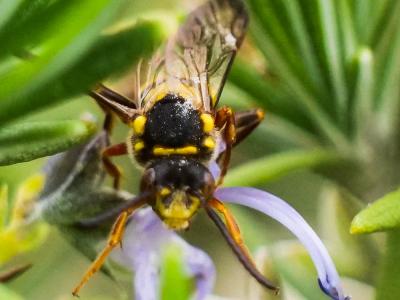  Nomada melathoracica Imhoff, 1834