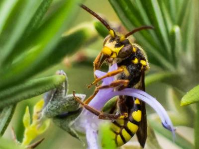  Nomada melathoracica Imhoff, 1834