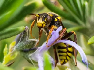  Nomada melathoracica Imhoff, 1834