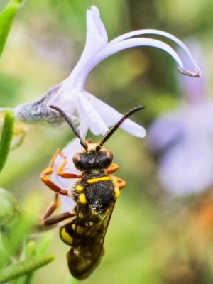  Nomada melathoracica Imhoff, 1834