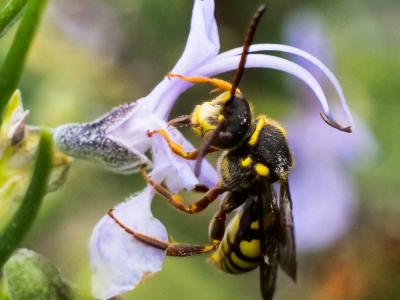  Nomada melathoracica Imhoff, 1834