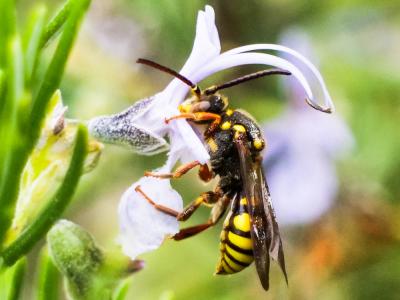  Nomada melathoracica Imhoff, 1834