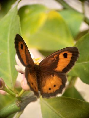 Ocellé rubané (Le), Tityre (Le), Titire (Le) Pyronia bathseba (Fabricius, 1793)