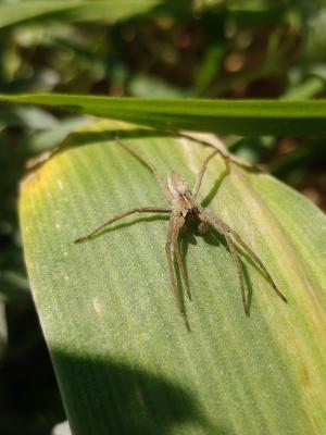 Pisaure admirable Pisaura mirabilis (Clerck, 1758)