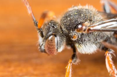  Nomada femoralis Morawitz, 1869