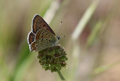 Cuivré fuligineux (Le), Argus myope (L'), Polyomma Lycaena tityrus (Poda, 1761)