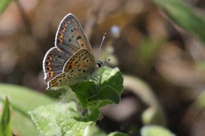 Cuivré fuligineux (Le), Argus myope (L'), Polyomma Lycaena tityrus (Poda, 1761)