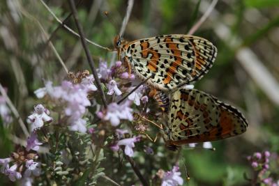 Mélitée orangée (La), Damier orangé (Le), Diane (L Melitaea didyma (Esper, 1778)