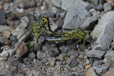 Gomphe joli (Le) Gomphus pulchellus Selys, 1840
