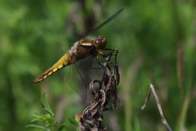 Libellule déprimée (La) Libellula depressa Linnaeus, 1758