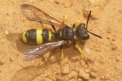  Cerceris rybyensis (Linnaeus, 1771)