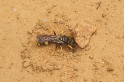  Cerceris rybyensis (Linnaeus, 1771)