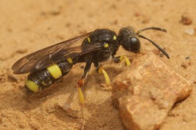  Cerceris rybyensis (Linnaeus, 1771)