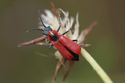  Anthocomus rufus (Herbst, 1784)