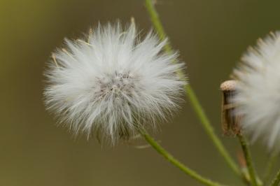Séneçon livide Senecio lividus L., 1753