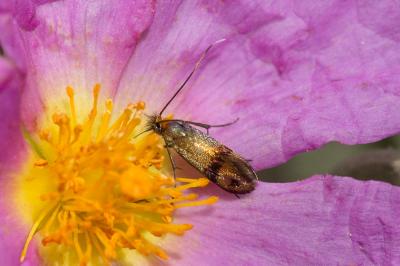  Nemophora Hoffmannsegg, 1798