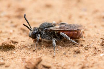  Ammobates muticus Spinola, 1843