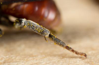  Ammobates muticus Spinola, 1843