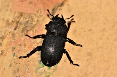 Petite biche, Petite lucane Dorcus parallelipipedus (Linnaeus, 1758)