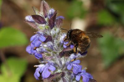 Anthophore commune, Anthophore plumeuse, Anthophor Anthophora plumipes (Pallas, 1772)