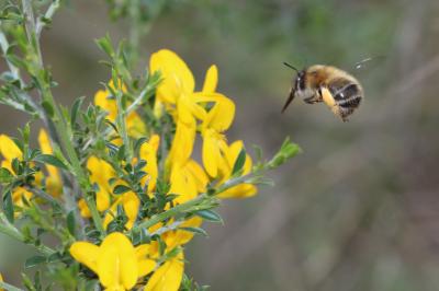 Anthophore commune, Anthophore plumeuse, Anthophor Anthophora plumipes (Pallas, 1772)