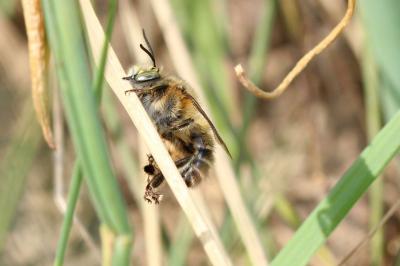  Anthophora Latreille, 1803