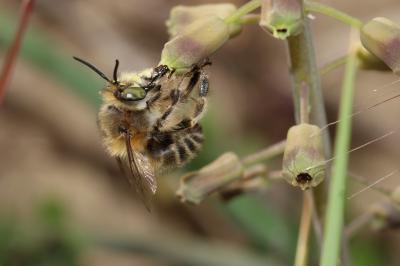  Anthophora Latreille, 1803