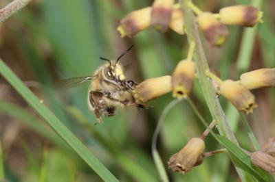  Anthophora Latreille, 1803