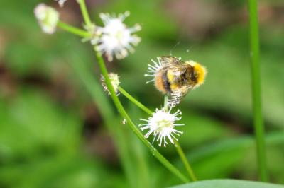 Bourdon des prés Bombus pratorum (Linnaeus, 1760)