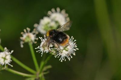 Bourdon des prés Bombus pratorum (Linnaeus, 1760)