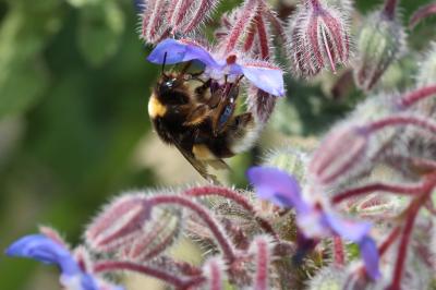 Bourdon terrestre (Le) Bombus terrestris (Linnaeus, 1758)