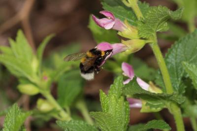 Bourdon terrestre (Le) Bombus terrestris (Linnaeus, 1758)