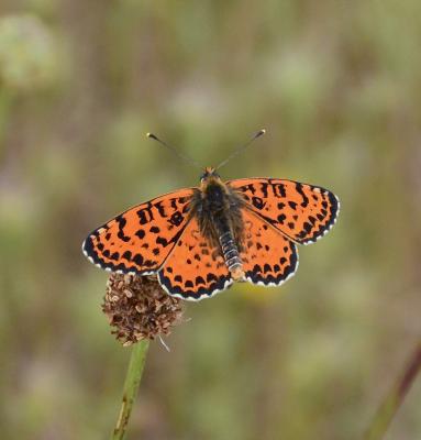 Mélitée orangée (La), Damier orangé (Le), Diane (L Melitaea didyma (Esper, 1778)