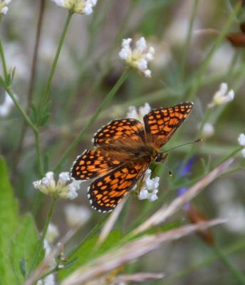 Mélitée de Fruhstorfer (La) Melitaea nevadensis Oberthür, 1904