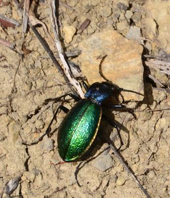 Carabe espagnol Carabus hispanus Fabricius, 1787