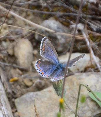 Azuré bleu-céleste (L'), Bel-Argus (Le), Argus ble Lysandra bellargus (Rottemburg, 1775)