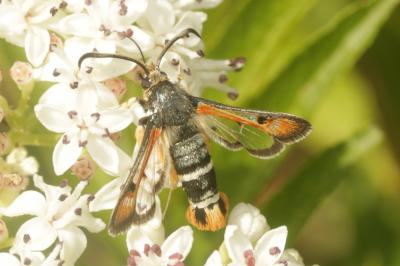 Sésie de l'Oseille (La) Pyropteron chrysidiforme (Esper, 1782)
