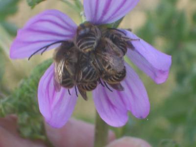  Eucera Scopoli, 1770