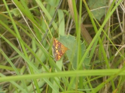  Pyrausta aurata (Scopoli, 1763)