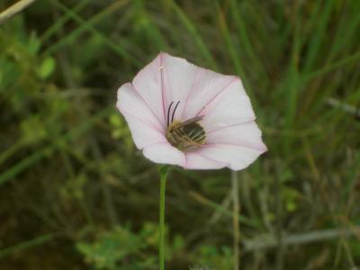  Eucera Scopoli, 1770