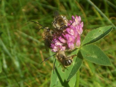  Eucera Scopoli, 1770