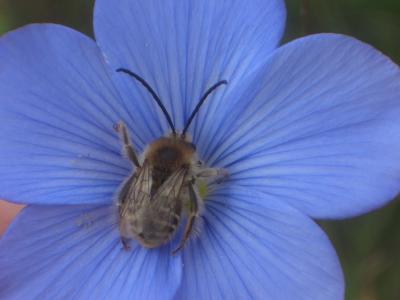  Eucera Scopoli, 1770