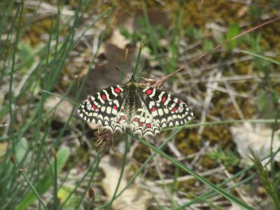 Proserpine (La), Thaïs écarlate (La), Proserpine d Zerynthia rumina (Linnaeus, 1758)