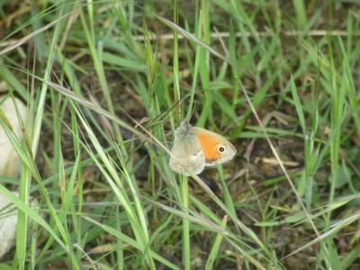 Fadet commun (Le), Procris (Le), Petit Papillon de Coenonympha pamphilus (Linnaeus, 1758)